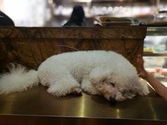 -more than meow吴止猫主题餐厅(承德 中船汇店)