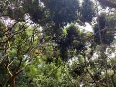 -香山鸡嘴荔枝