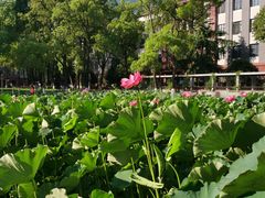 -四川大学(望江校区)
