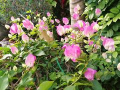 -呀路古热带植物园