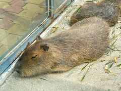 -大连森林动物园