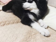 -翊宠yipet猫狗购宠庄园犬舍•猫舍