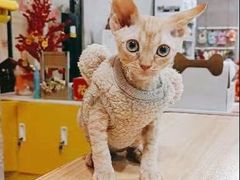 -70cat德文卷毛猫·缅因猫纯种猫舍