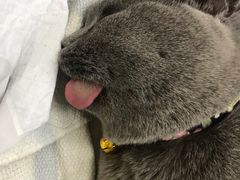 -艾吉宠物医院·疑难杂症转诊中心·猫友好(碧江路院)