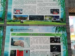 -都江堰中华大熊猫苑