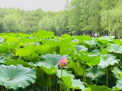 -陈家山荷花公园