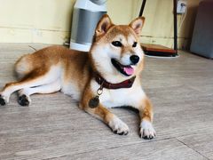 -柴犬高等学院·狗咖·柴犬售卖·宠物训练