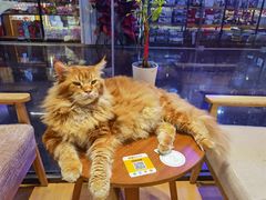 -藏猫猫咖啡主题馆(中央大道店)