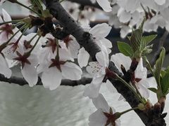-高东镇樱花园