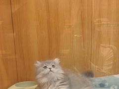 -欣宠猫屋·矮脚拿破仑·蓝金金渐层