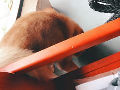 -HONGA HONGA雄家(曹路店)