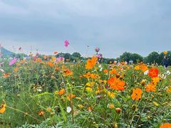 -苏州太湖西山岛开心农场