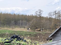 -钏路市丹顶鹤自然公园