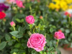 -龙大花卉苗木市场