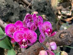 -北京植物园-展览温室