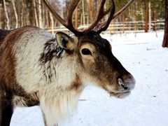 -北极村旅游风景区