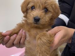 -美联众合动物医院·24h京西诊疗中心