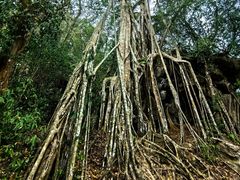 -中国科学院西双版纳热带植物园