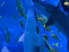 -太平洋海底世界