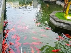 -麒麟小院·老九江菜(安平路店)