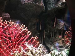 -暹罗海洋世界