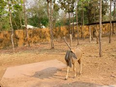 -清迈夜间动物园