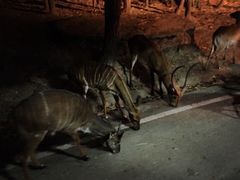 -清迈夜间动物园