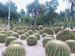 -八婆婆烧仙草(曾厝垵店)