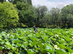 -上海醉白池公园
