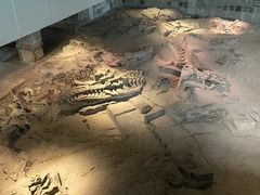 -自贡恐龙博物馆