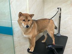 -美联众合动物医院·24h京西诊疗中心