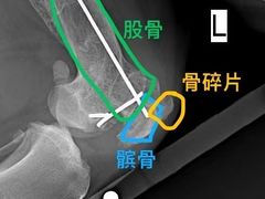 -柏萃动物医院·骨科·牙科