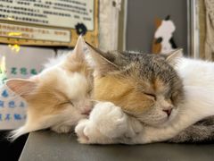 -平行世界·猫咖(首经贸店)