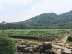 -中国茶叶博物馆(双峰馆区)