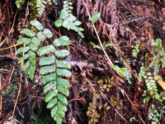 -怀托摩萤火虫洞