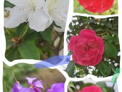 -紫颐香薰山谷景区