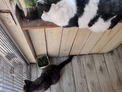 -海边的猫和咖啡馆