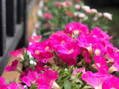 -荷风细雨·中国茶宴(碧云店)