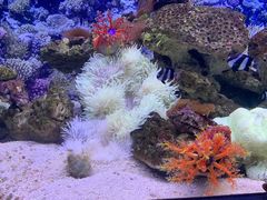 -芜湖新华联大白鲸海洋公园