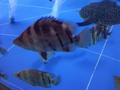 -中环花鸟鱼虫市场