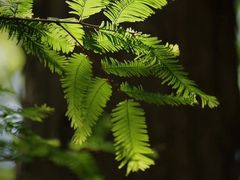 -国家植物园