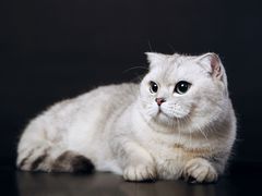 -超宠爱宠物摄影-Super pet