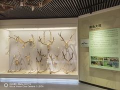 -北京麋鹿生态实验中心
