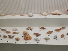 -青岛贝壳博物馆