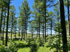 -塞罕坝国家级自然保护区