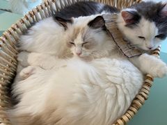 -怪兽屋·羊驼·猫咖·狗咖(俊华广场店)