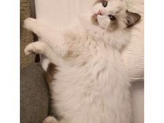 -东方名猫馆·英短金渐层布偶猫舍(环线广场1号楼店)