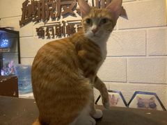 -逃脱反斗城沉浸剧情密室(北京路店)