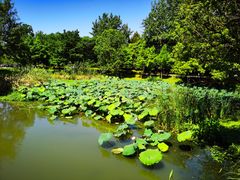 -西溪国家湿地公园