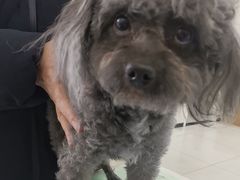 -美联众合动物医院·24h京西诊疗中心